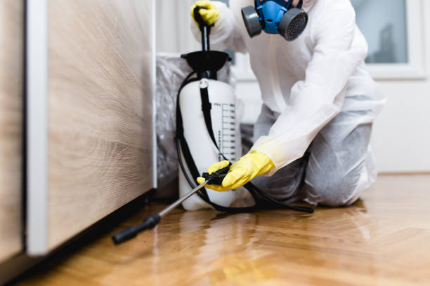 Best Rat Extermination Near Me  in Lakeview, OH